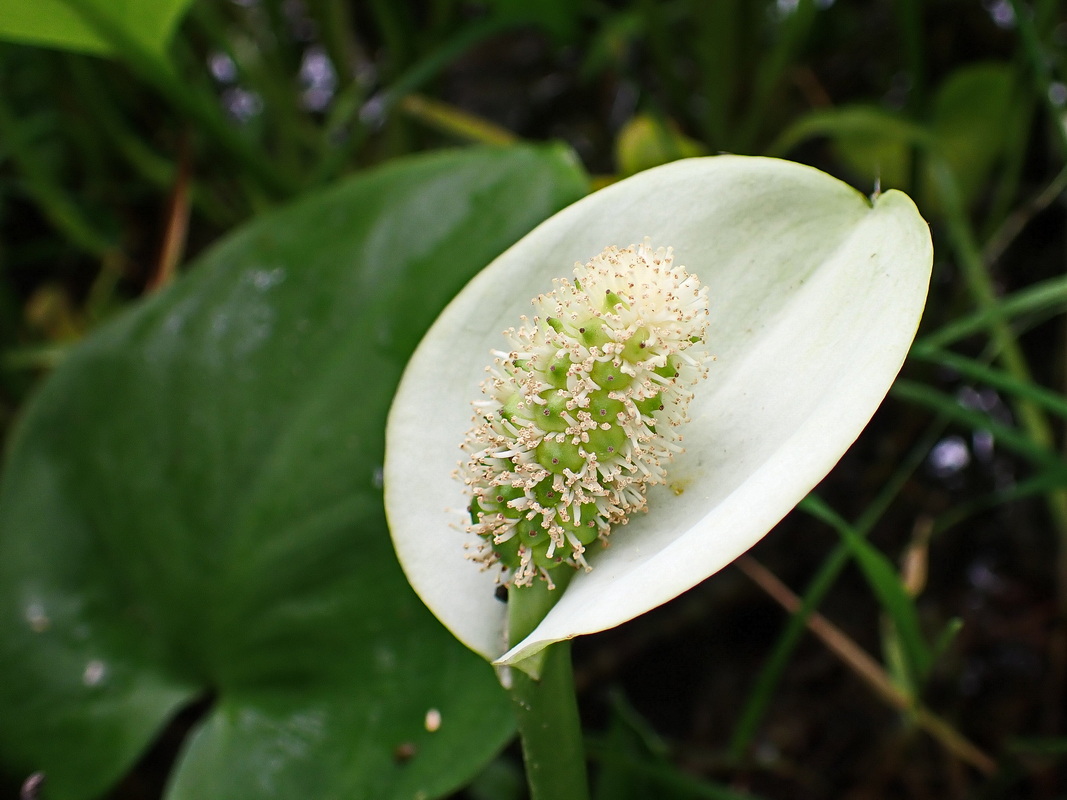 Изображение особи Calla palustris.