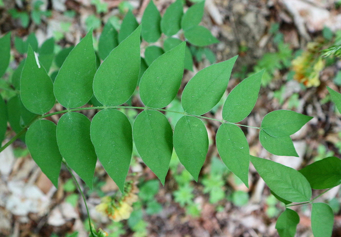 Image of Vicia crocea specimen.