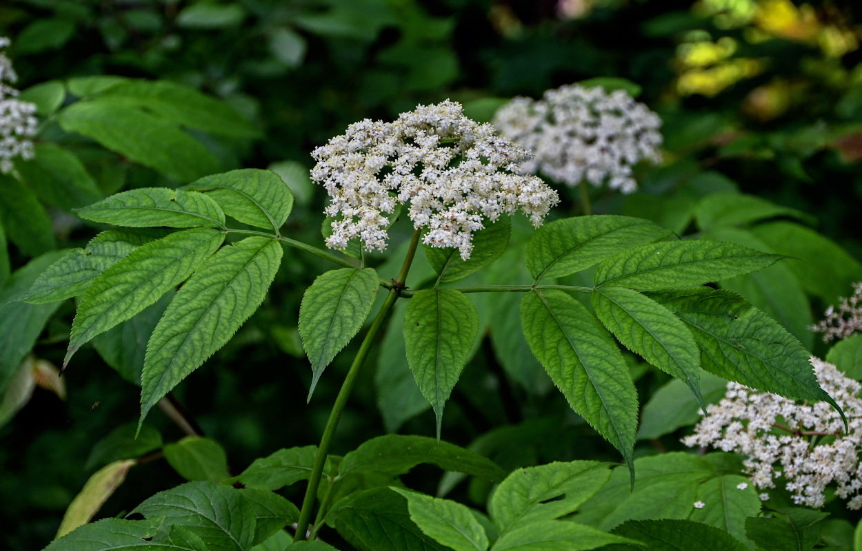 Image of Sambucus nigra specimen.