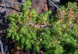 Juniperus sibirica. Верхушка ветви с незрелыми шишкоягодами. Красноярский край, Таймырский Долгано-Ненецкий р-н, плато Путорана, водопад Китабо-Орон, каменистый склон. 26.07.2023.