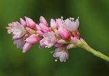 Persicaria pilosa. Соцветие. Приморский край, г. Владивосток, территория БСИ ДВО РАН, обочина грунтовой дороги. 12.08.2024.