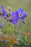 Geranium gymnocaulon. Соцветия с цветками, бутонами и завязью. Карачаево-Черкесия, Урупский р-н, верховья притока р. Ацгара, субальпийский луг. 09.08.2024.