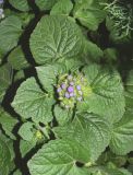 Ageratum houstonianum. Верхушка расцветающего побега. Узбекистан, г. Ташкент, Юнусабадский р-н, парковая зона, в культуре. 18.09.2024.