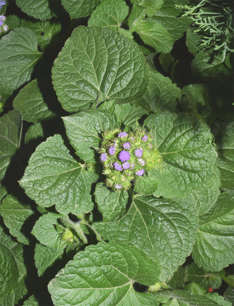 Изображение особи Ageratum houstonianum.