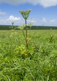 Agasyllis latifolia. Плодоносящее растение. Карачаево-Черкесия, Зеленчукский р-н, гора Джисса, ≈ 1600 м н.у.м., субальпийский луг. 14.06.2024.