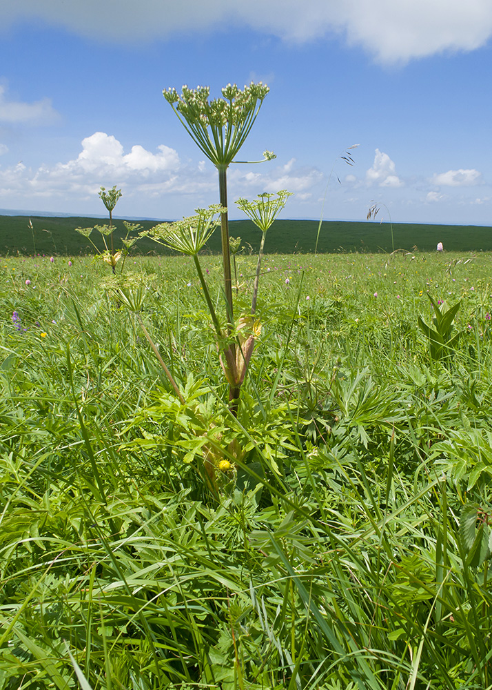 Изображение особи Agasyllis latifolia.