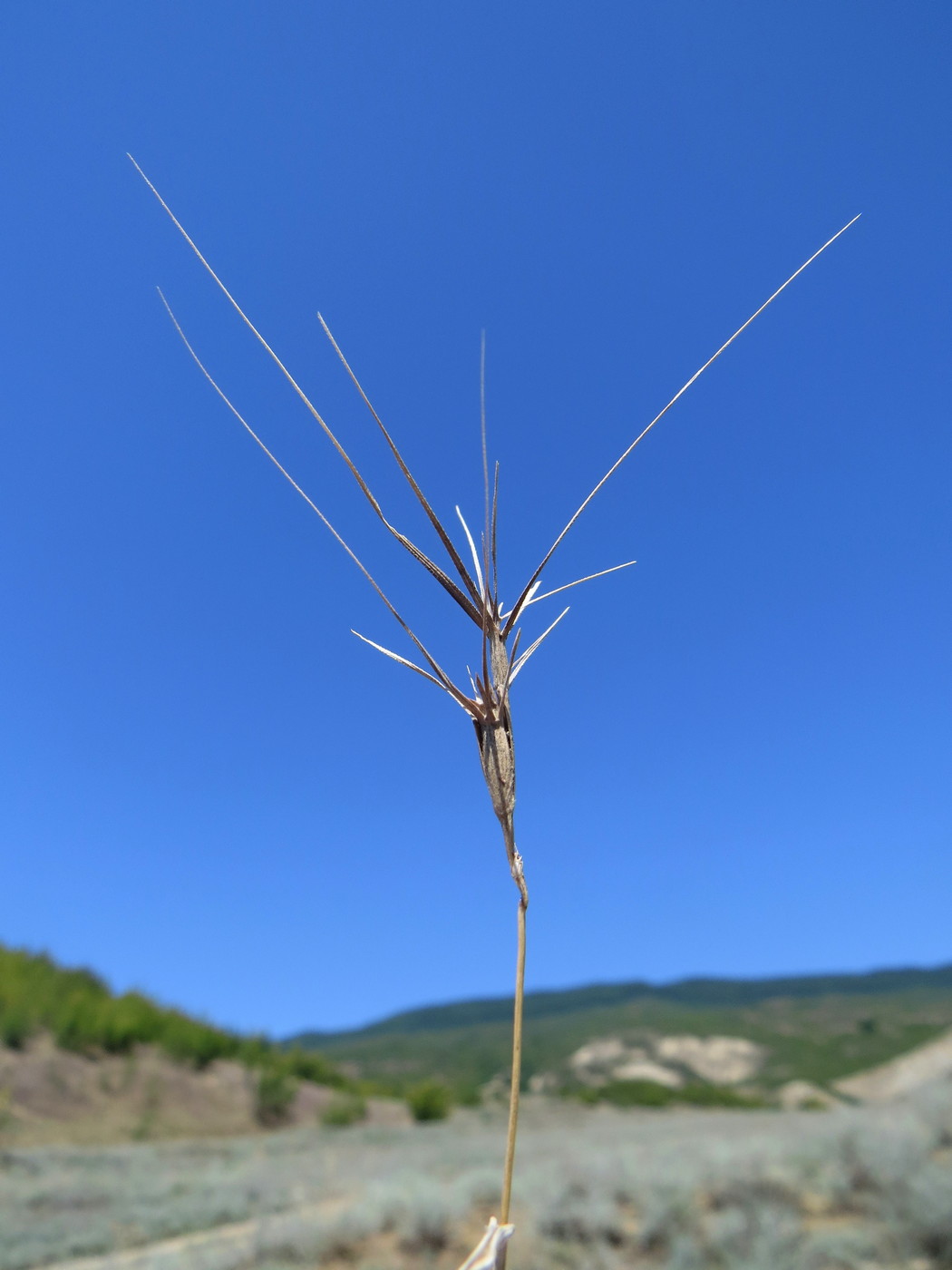 Изображение особи Aegilops biuncialis.