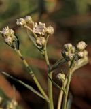 Achillea ptarmica