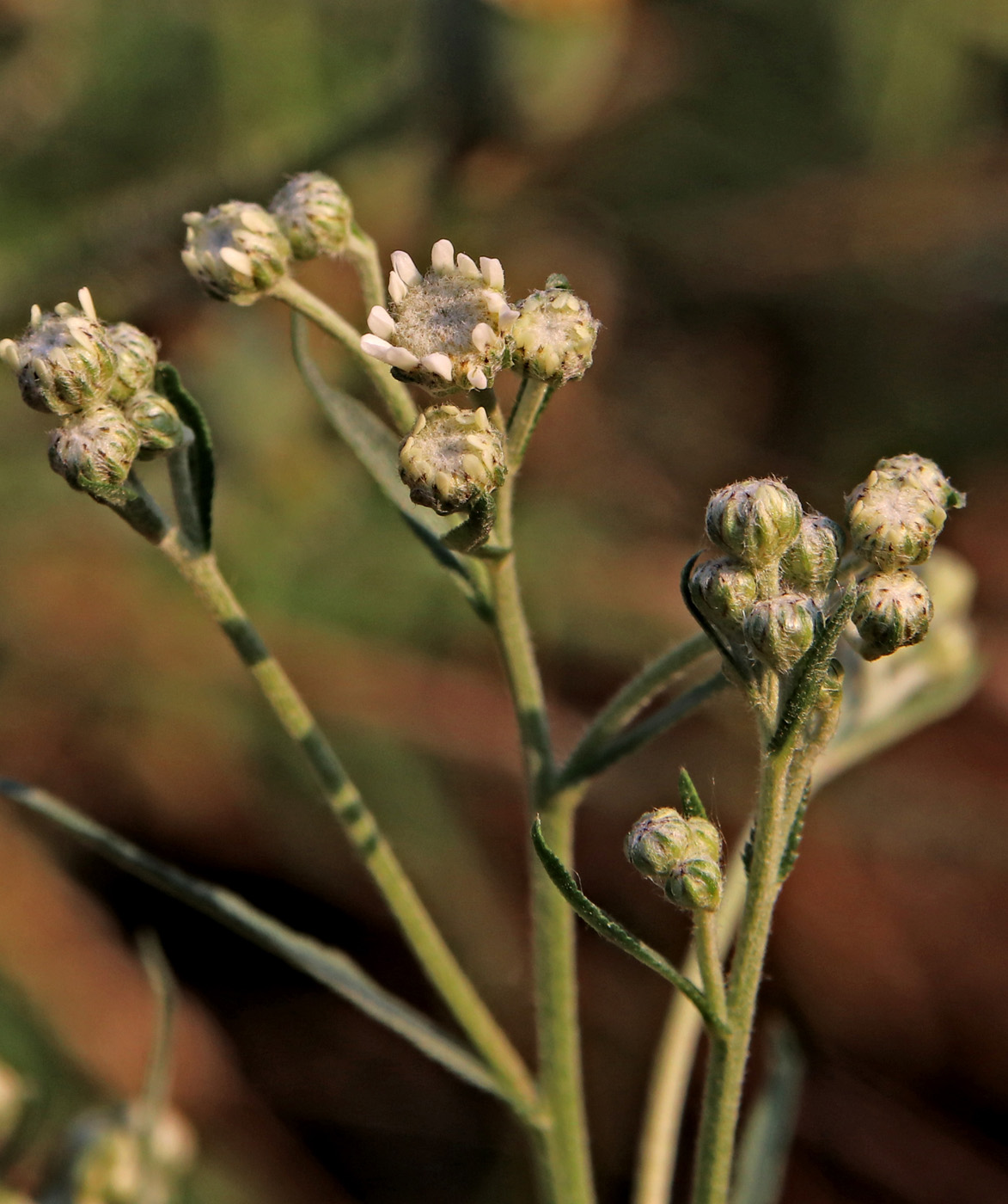 Изображение особи Achillea ptarmica.