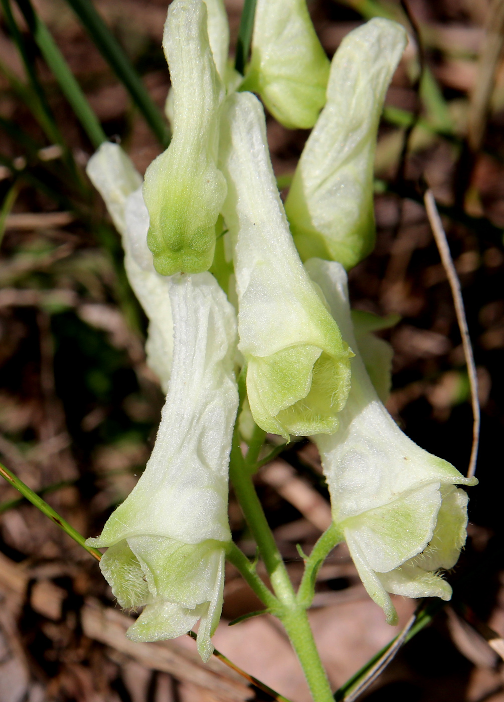 Изображение особи Aconitum lasiostomum.