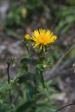 Inula aspera. Верхушка цветущего растения. Чечня, Шаройский р-н, дорога по правому борту дол. Цесиахк в сторону урочища Старый дом Мухтара, луг. 27 июня 2024 г.