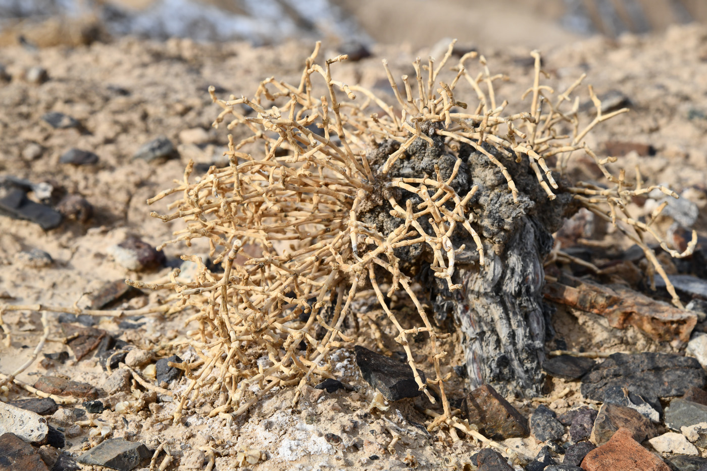 Изображение особи Anabasis truncata.