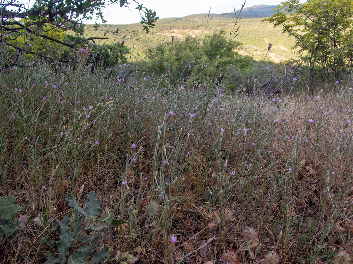 Image of Xeranthemum cylindraceum specimen.