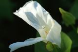 Calystegia sepium. Цветок с разорванным околоцветником; видно рыльце пестика. Беларусь, Витебская обл., пос. Езерище, опушка древесных зарослей у малопроезжей грунтовой дороги. 12.07.2024.