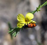 Linum nodiflorum