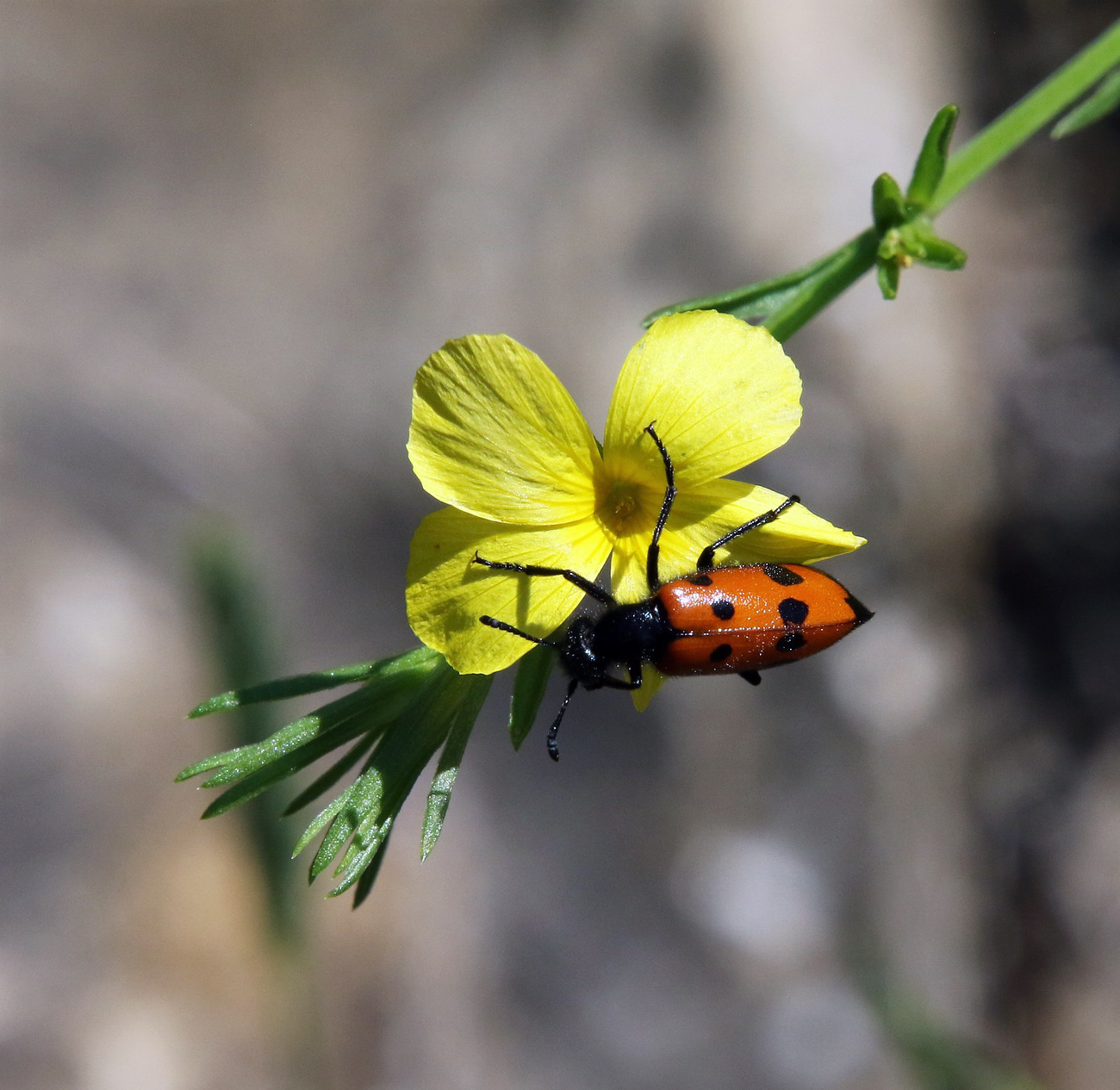 Image of Linum nodiflorum specimen.