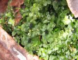 семейство Mniaceae. Верхушки побегов с антеридиями. Московская обл., Одинцовский р-н, окр. г. Кубинка, смешанный лес, сырая низина. 22.04.2022.