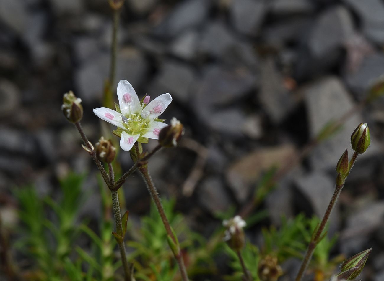Изображение особи семейство Caryophyllaceae.