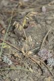 Vicia sativa