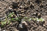 View full-size image Arabis caucasica