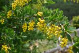 View full-size image Berberis orientalis