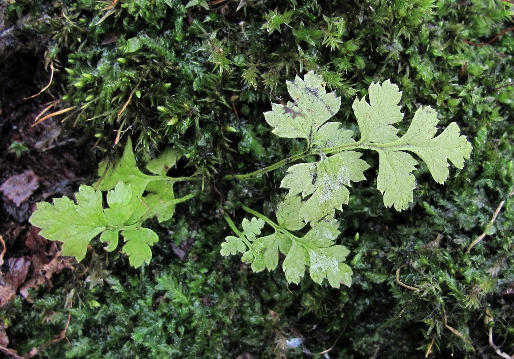 Image of Dryopteris carthusiana specimen.