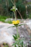 View full-size image Phlomis lycia