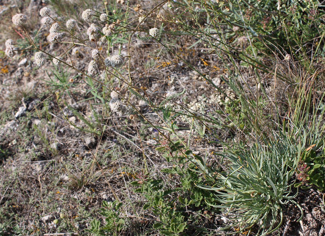 Image of Gypsophila pallasii specimen.