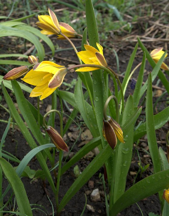 Image of genus Tulipa specimen.