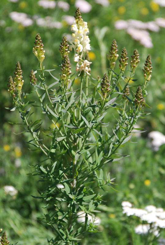 Image of Linaria acutiloba specimen.