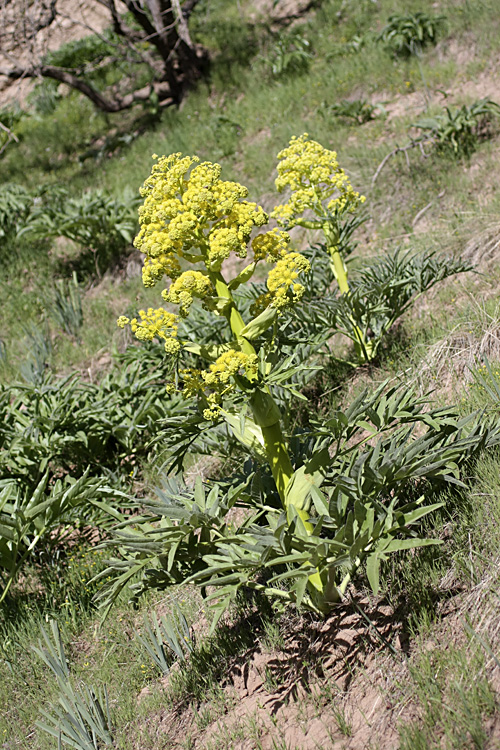 Image of genus Ferula specimen.