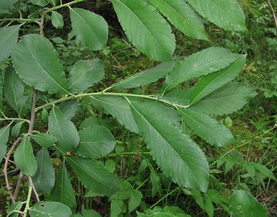 Image of genus Salix specimen.