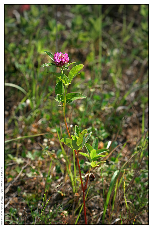 Image of Trifolium pratense specimen.