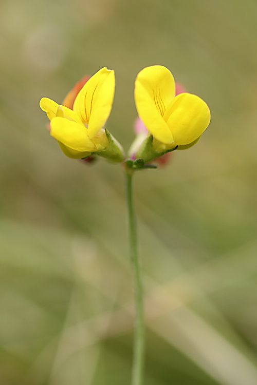 Image of Lotus sergievskiae specimen.