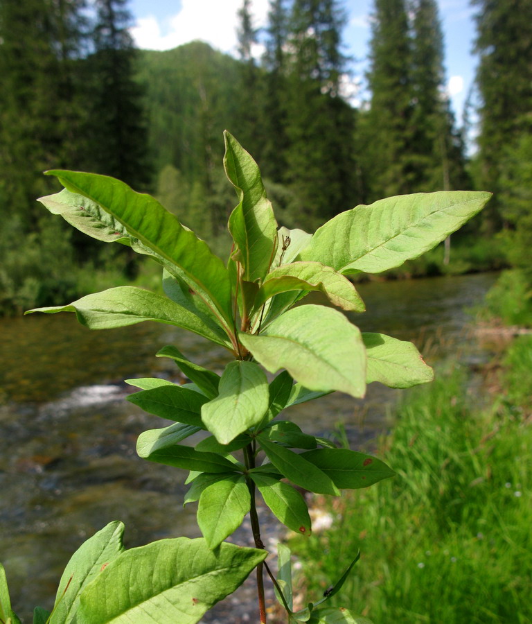 Изображение особи Trientalis arctica.