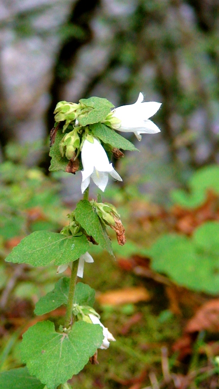 Изображение особи Campanula alliariifolia.