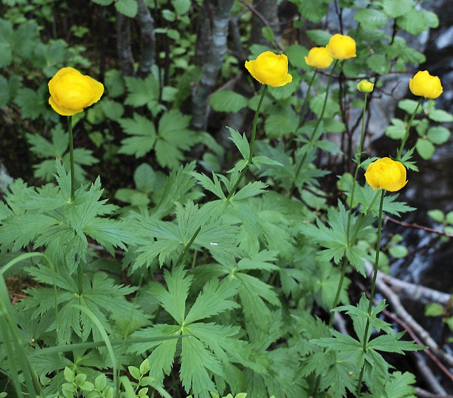 Image of Trollius europaeus specimen.