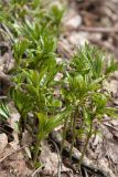 Mercurialis perennis