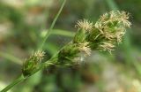 Carex spicata. Соцветие. Краснодарский край, Кущёвский р-н, станица Шкуринская, залежь под деревьями. 04.05.2012.