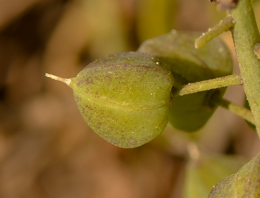 Image of Leopoldia bicolor specimen.