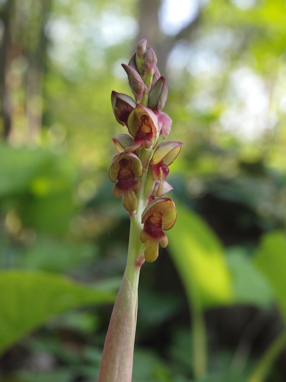 Image of Steveniella satyrioides specimen.