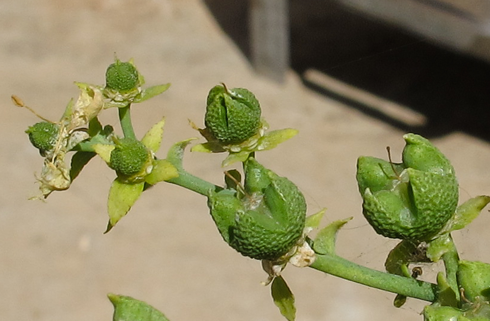 Изображение особи Ruta chalepensis.