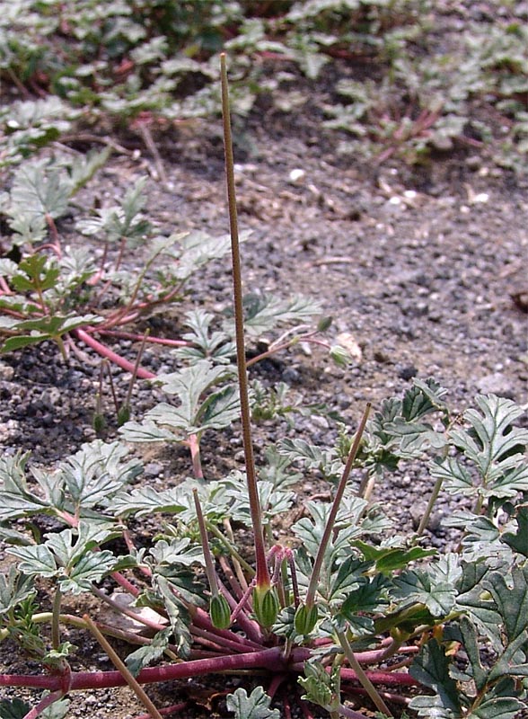 Image of Erodium oxyrhynchum specimen.