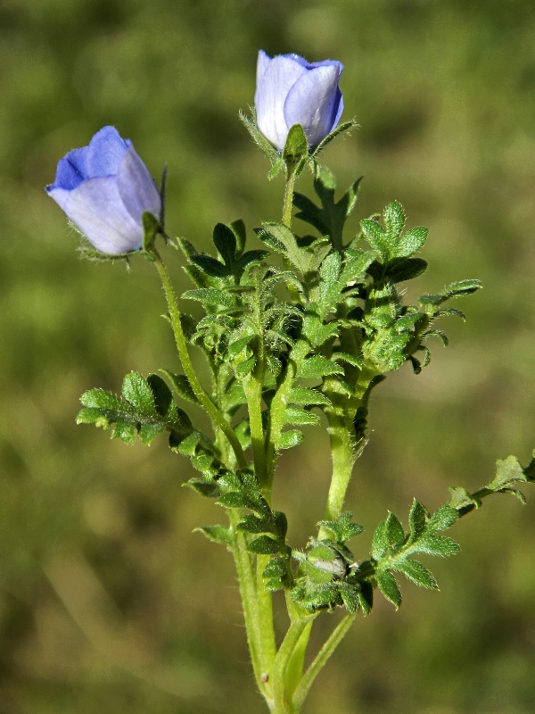 Image of Nemophila menziesii specimen.