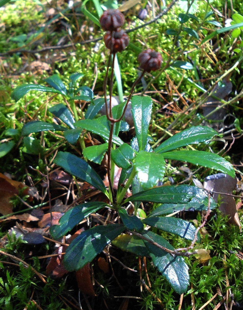 Изображение особи Chimaphila umbellata.