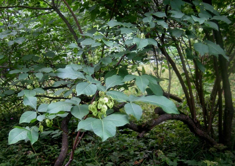 Изображение особи Ptelea trifoliata.