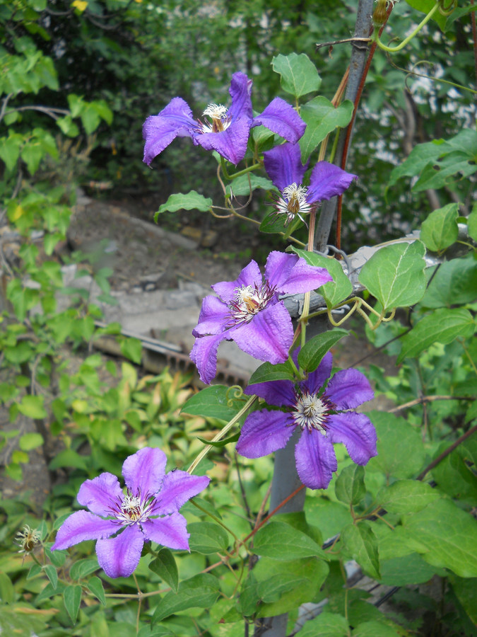 Image of Clematis &times; jackmanii specimen.