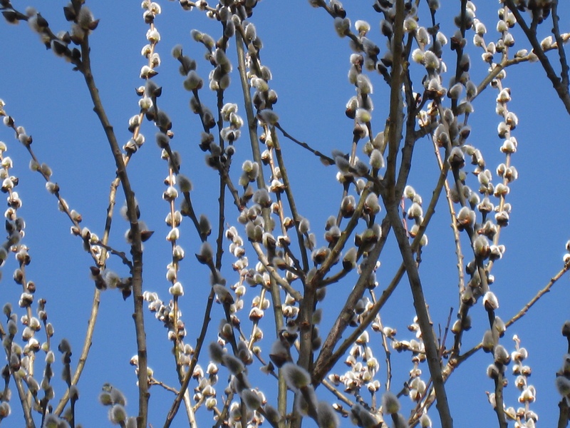 Image of Salix cinerea specimen.