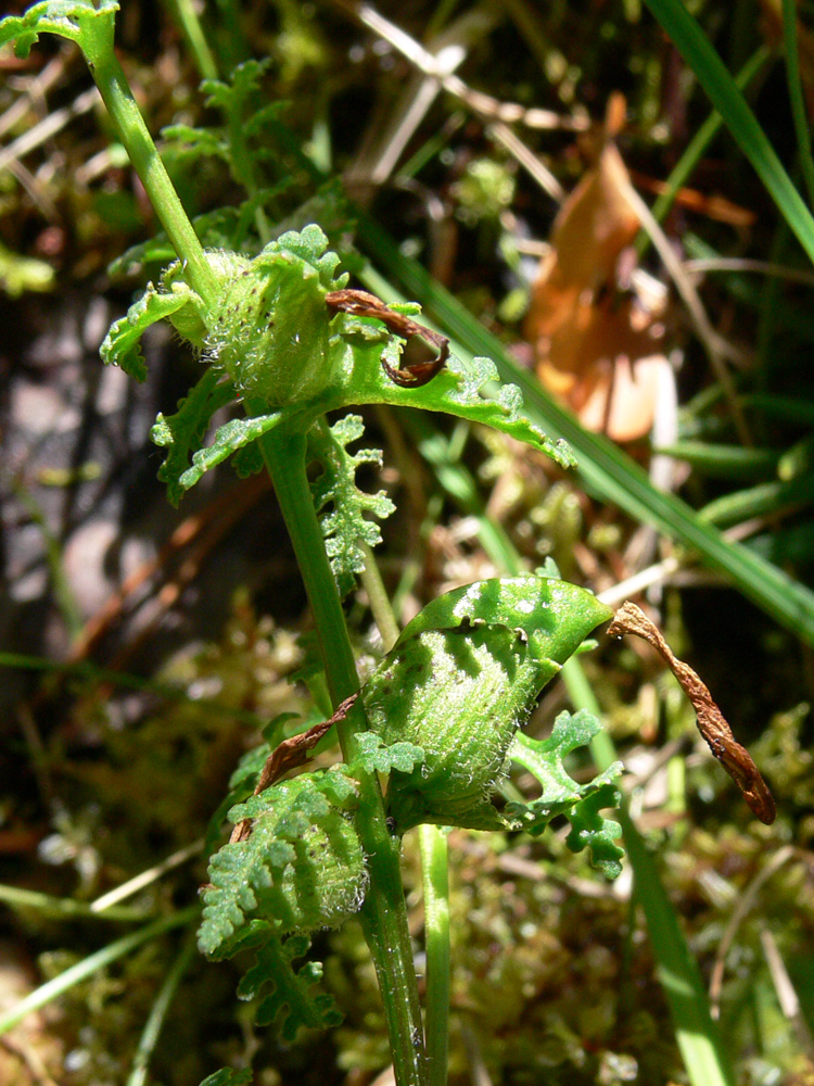 Image of Pedicularis palustris specimen.