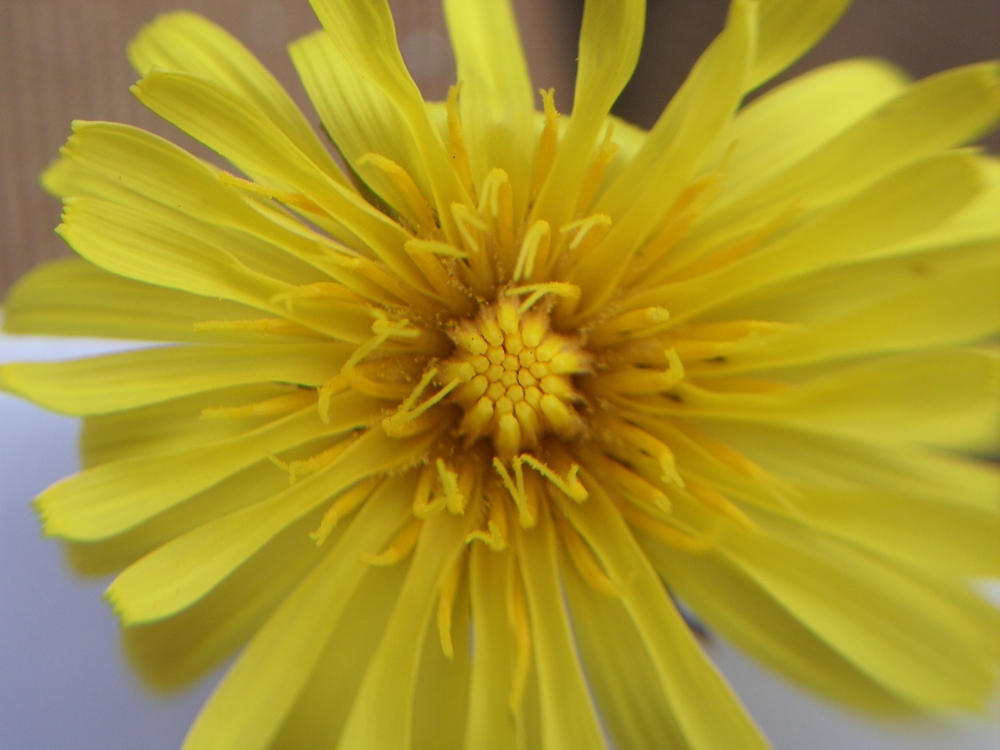 Image of Taraxacum serotinum specimen.